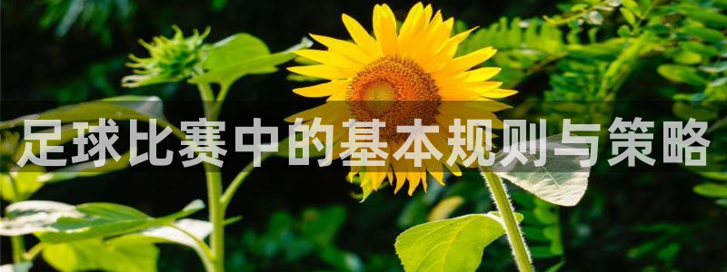 足球比赛中的基本规则与策略